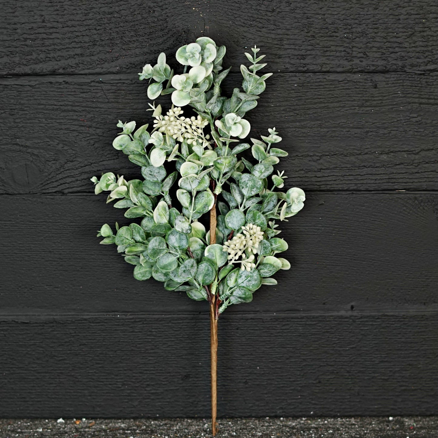 27507 - 19in Bush-Seeded Baby Eucalyptus