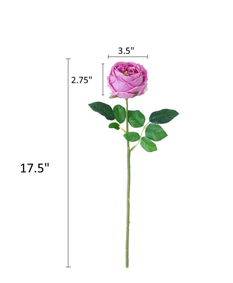 17"Premium Real touch English Austin Cabbage Rose Stem