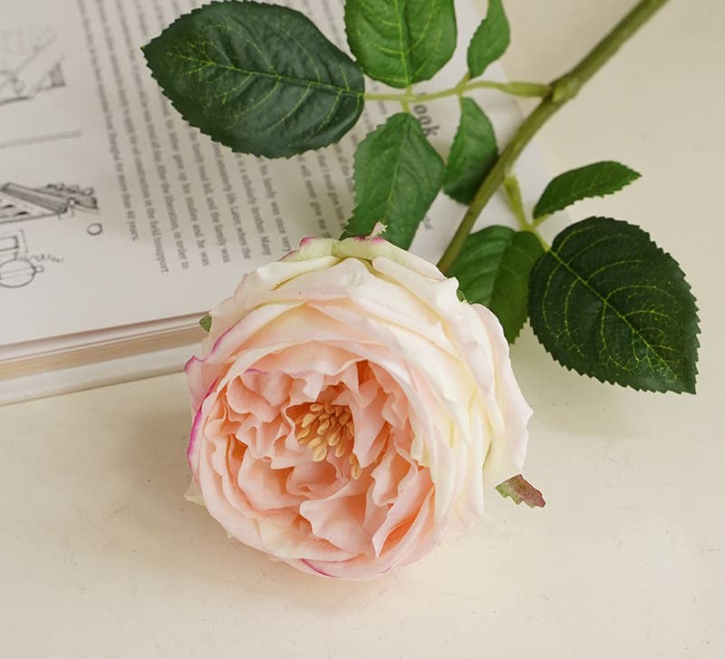17"Premium Real touch English Austin Cabbage Rose Stem