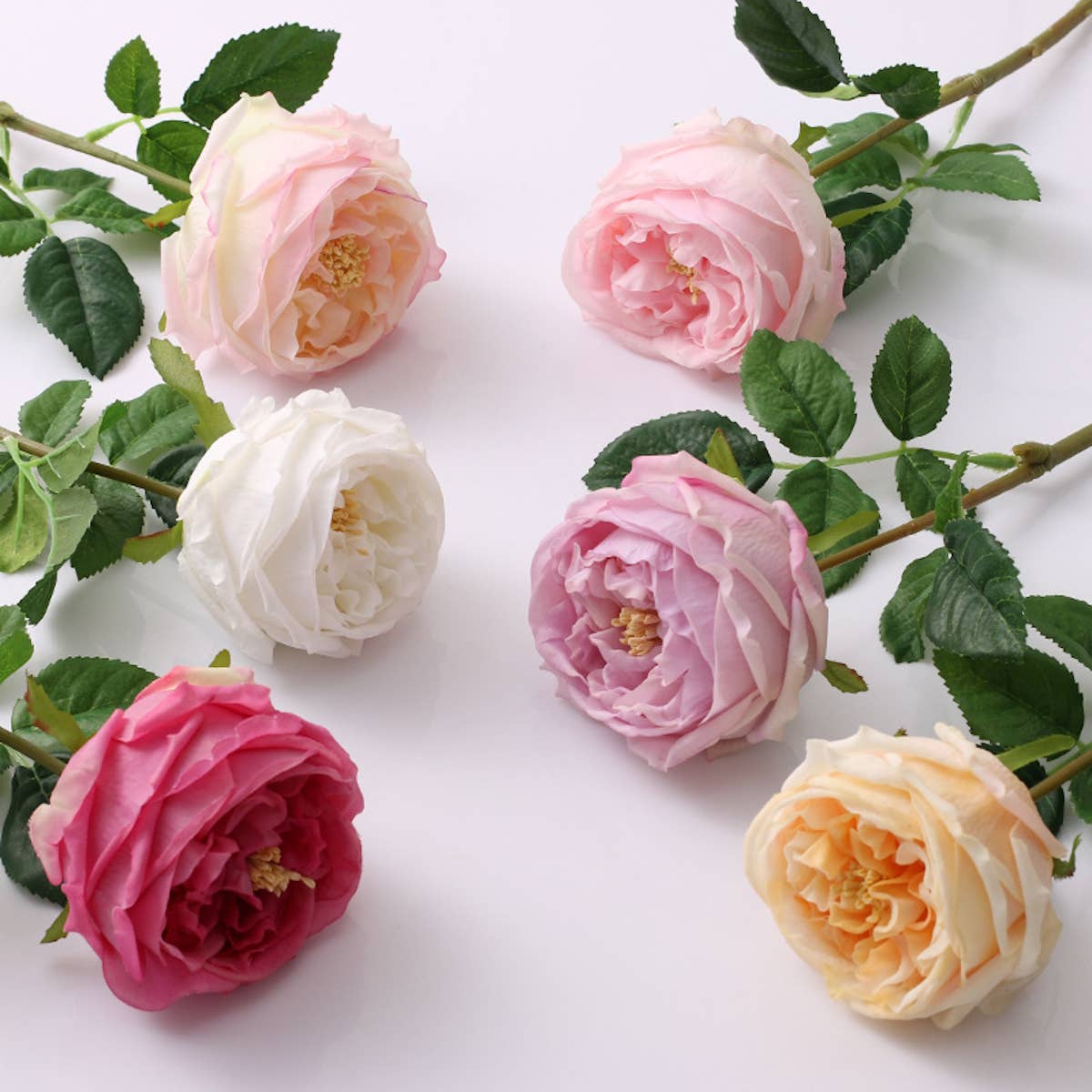 17"Premium Real touch English Austin Cabbage Rose Stem