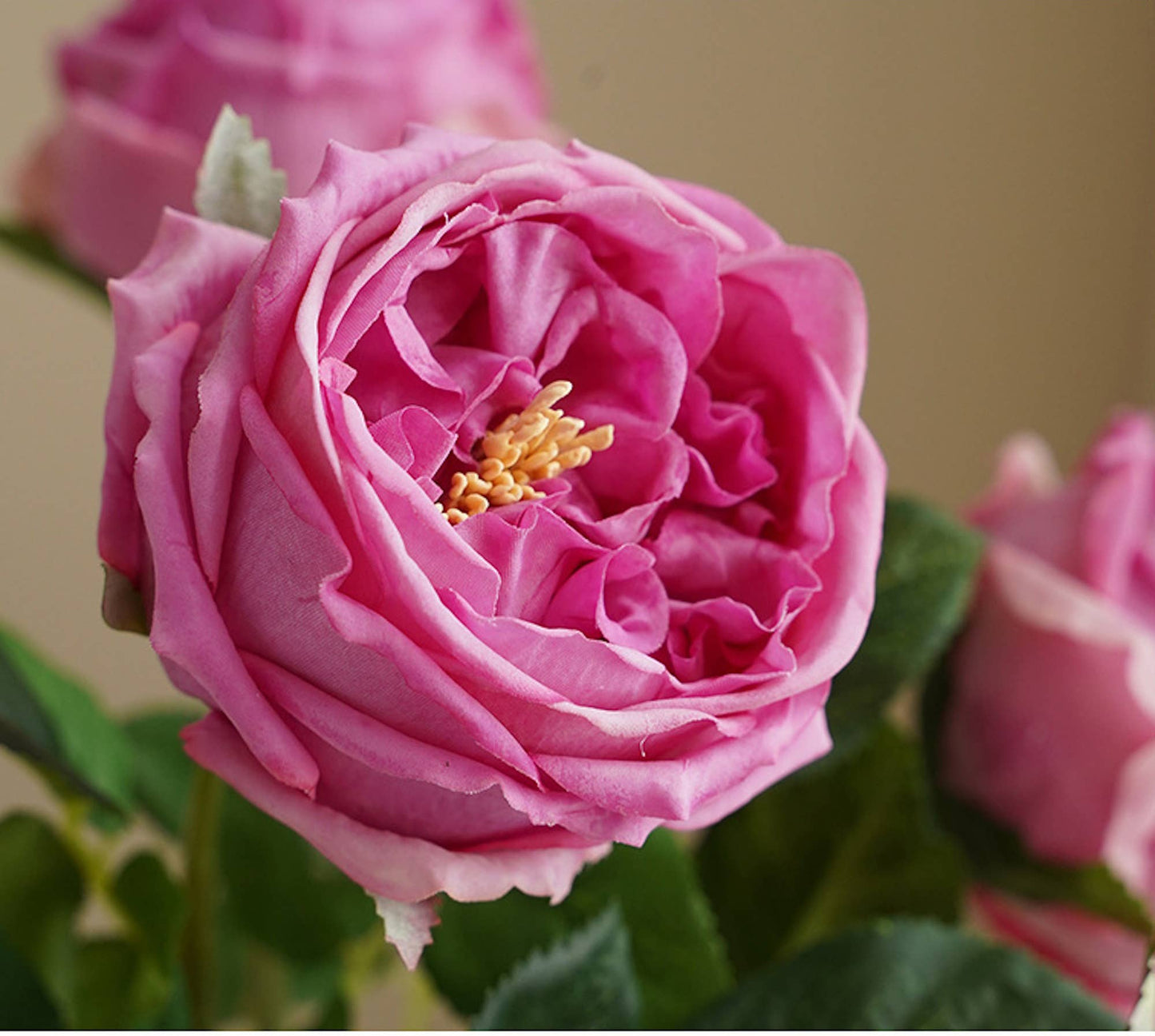 17"Premium Real touch English Austin Cabbage Rose Stem