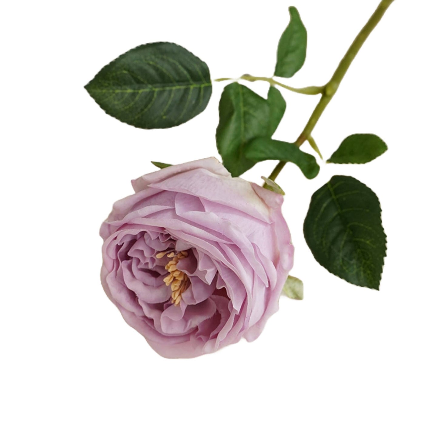 17"Premium Real touch English Austin Cabbage Rose Stem