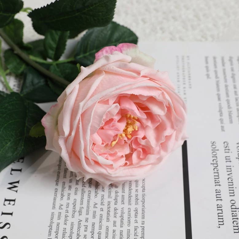 17"Premium Real touch English Austin Cabbage Rose Stem