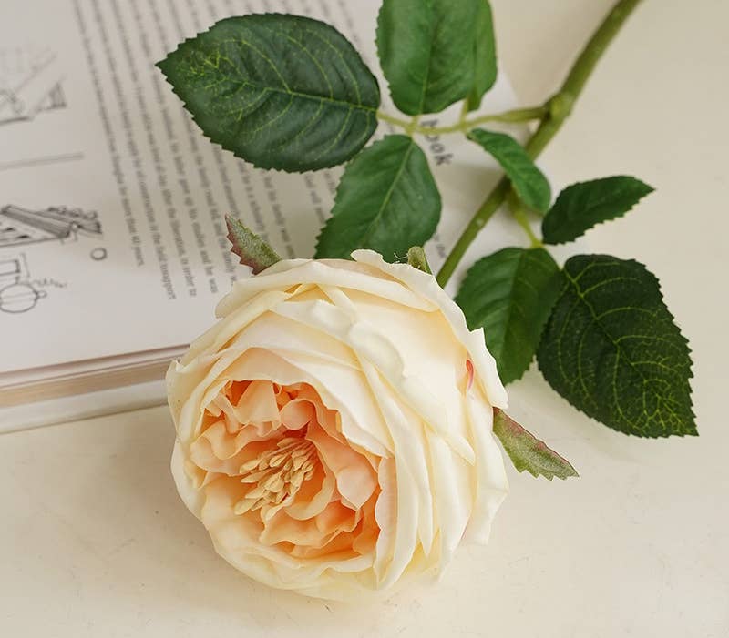 17"Premium Real touch English Austin Cabbage Rose Stem