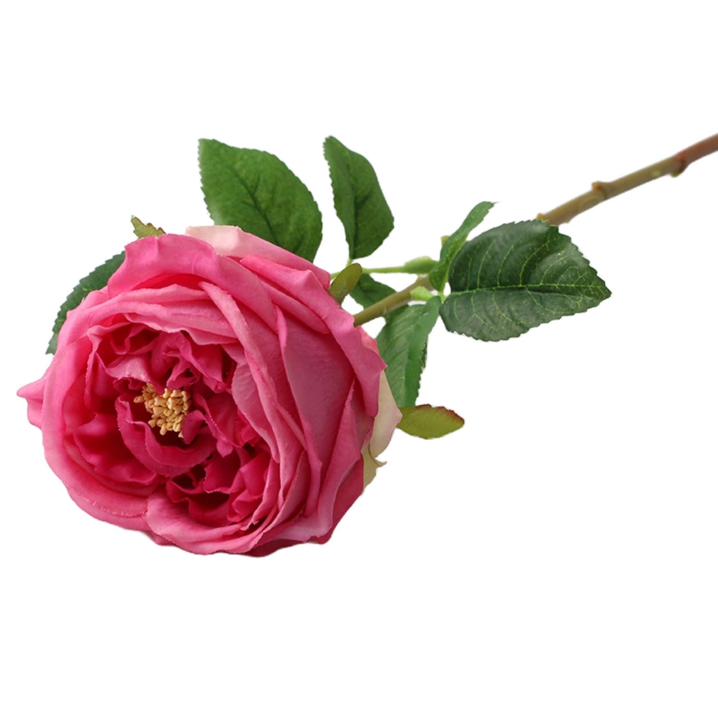 17"Premium Real touch English Austin Cabbage Rose Stem